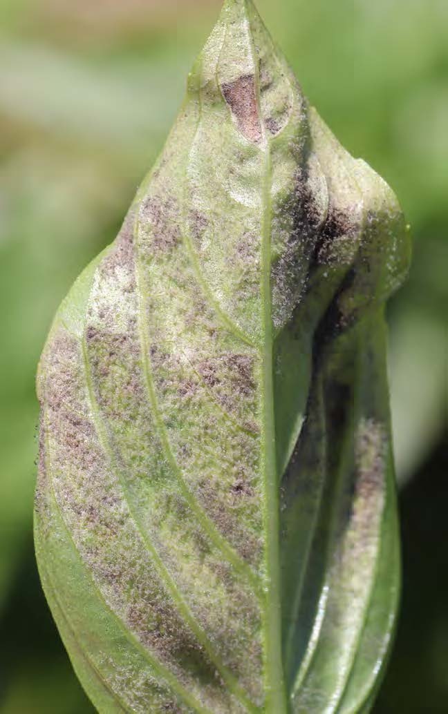 Downy Mildew Resistant Basil Trial College of Agriculture & Natural Resources at UMD